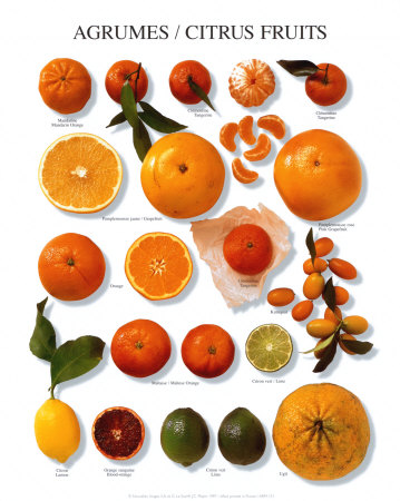 fruit list citrus fruit fruit list citrus fruit